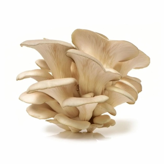 Champignon pleurote - Bio - Kg