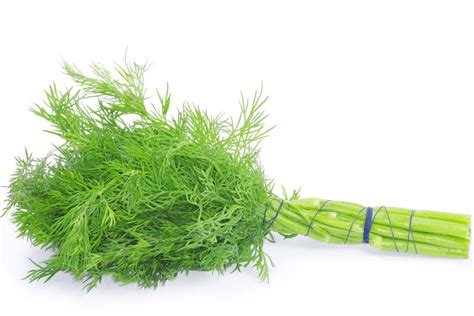 Aneth - bouquet (Ferme du recueil)